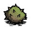 birchnut
