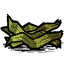 kelpfronds